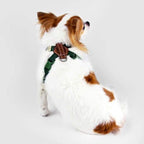 SPUTNIK Sputnik Green Comfort Dog Harness Dog Accessories