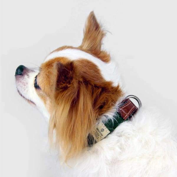 SPUTNIK Sputnik Green Dog Collar (3 Sizes) Dog Accessories