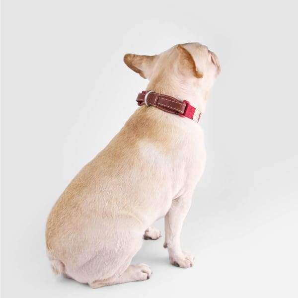 SPUTNIK Sputnik Red Dog Collar (3 Sizes) Dog Accessories