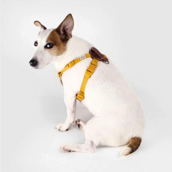 SPUTNIK Sputnik Yellow Comfort Dog Harness Dog Accessories