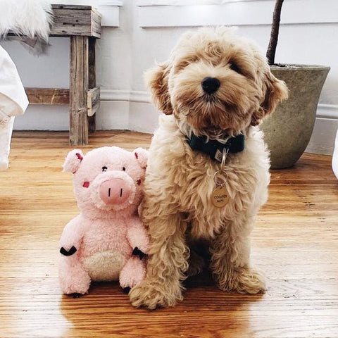 ZippyPaws [10% OFF] ZippyPaws Cheeky Chumz Pig Dog Toy Dog Accessories