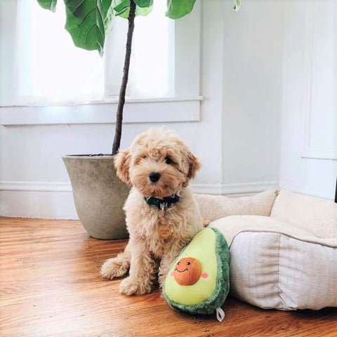 ZippyPaws [10% OFF] ZippyPaws NomNomz Avocado Dog Accessories